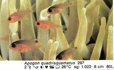 Apogon quadrisquamatus